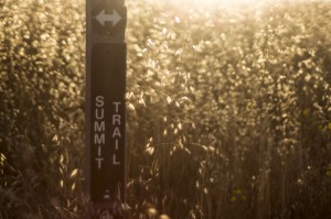 Mount Diablo Summit Trail (OM 50mm f1.4)